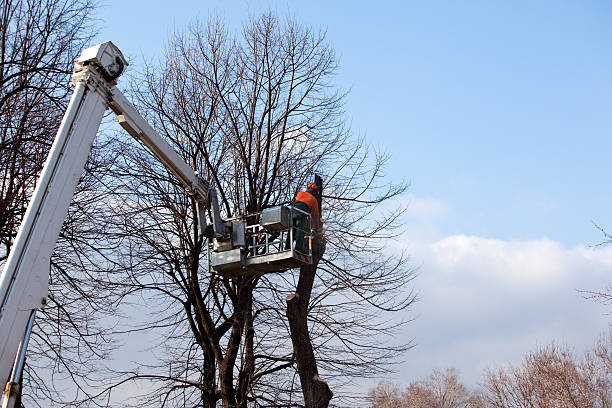 How Our Tree Care Process Works  in  Fort Walton Beach, FL