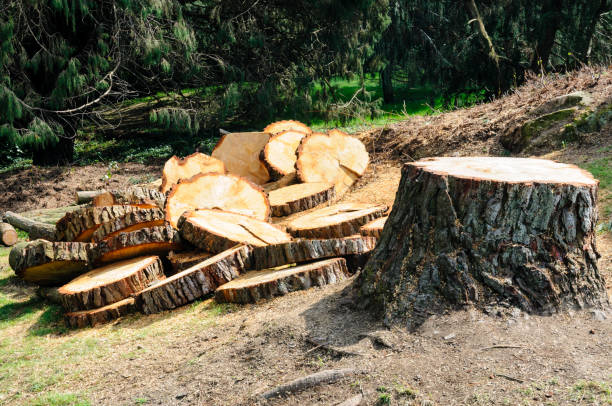 Best Hazardous Tree Removal  in Fort Walton Beach, FL